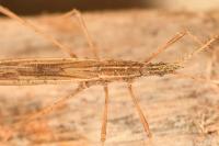 Berytinus hirticornis