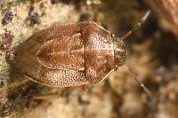 Neottiglossa pusilla