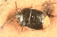 Legnotus limbosus
