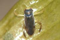 Hesperocorixa castanea