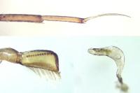 Hesperocorixa castanea