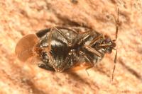 Brachysteles parvicornis