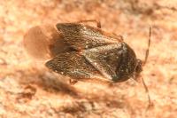 Brachysteles parvicornis