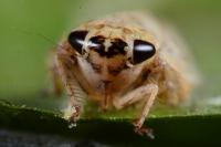 Allygidius
