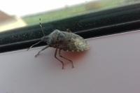 Rhaphigaster nebulosa
