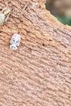Corythucha ciliata