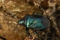 Zicrona caerulea
