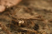 Berytinus hirticornis