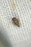 Anaceratagallia