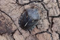 Eurygaster austriaca