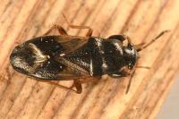 Megalonotus praetextatus