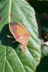 Piezodorus lituratus