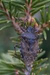 Rhaphigaster nebulosa