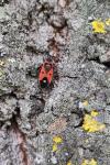Melanocoryphus albomaculatus