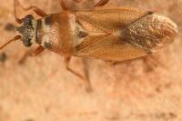 Cymus melanocephalus