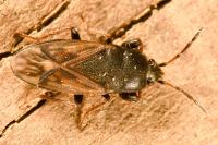 Megalonotus emarginatus