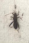 Camptopus lateralis