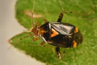 Liocoris tripustulatus