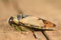 Notonecta viridis