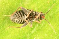 Chlamydatus evanescens