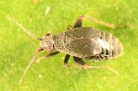 Chlamydatus evanescens