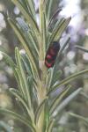 Cercopis vulnerata