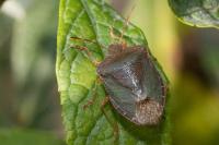Palomena prasina