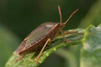 Palomena prasina