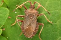 Coreus marginatus