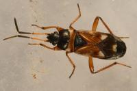 Raglius alboacuminatus