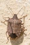 Halyomorpha halys