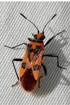Corizus hyoscyami