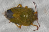 Piezodorus lituratus