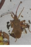 Gonocerus acuteangulatus