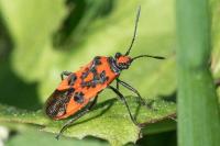 Corizus hyoscyami