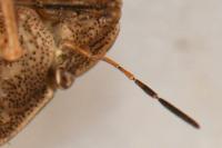 Eurygaster testudinaria