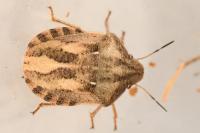 Eurygaster testudinaria