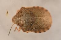 Eurygaster testudinaria
