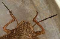 Eurygaster testudinaria