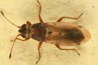 Cymus melanocephalus