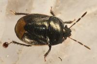 Legnotus limbosus
