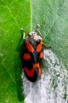 Cercopis vulnerata