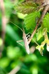 Stenodema laevigata