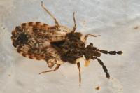 Aradus depressus