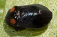 Penthimia nigra