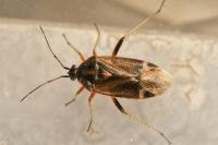Harpocera thoracica