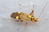 Rhabdomiris striatellus