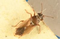 Cymus melanocephalus