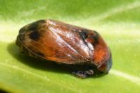 Penthimia nigra