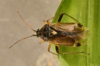 Harpocera thoracica